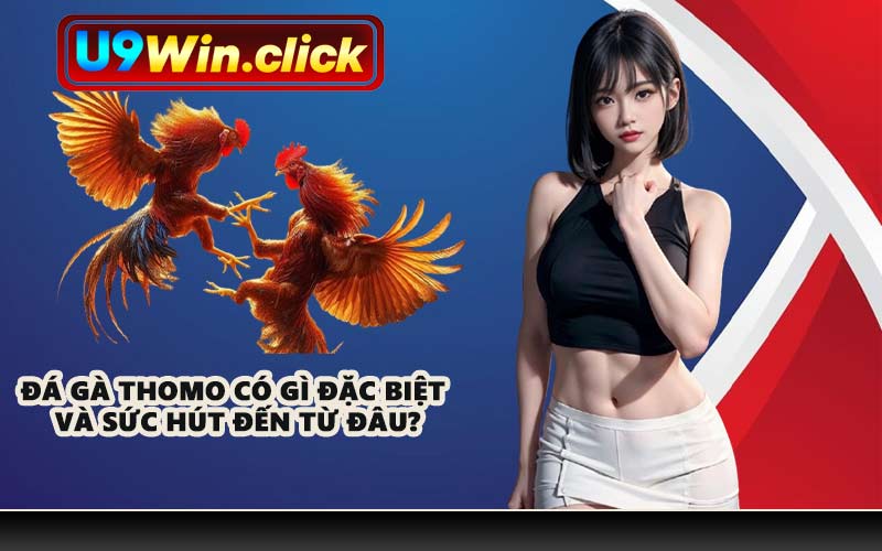 Đá gà Thomo có gì đặc biệt và sức hút đến từ đâu?