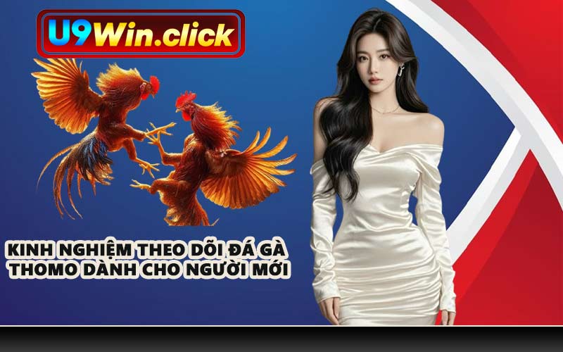 Kinh nghiệm theo dõi đá gà Thomo dành cho người mới